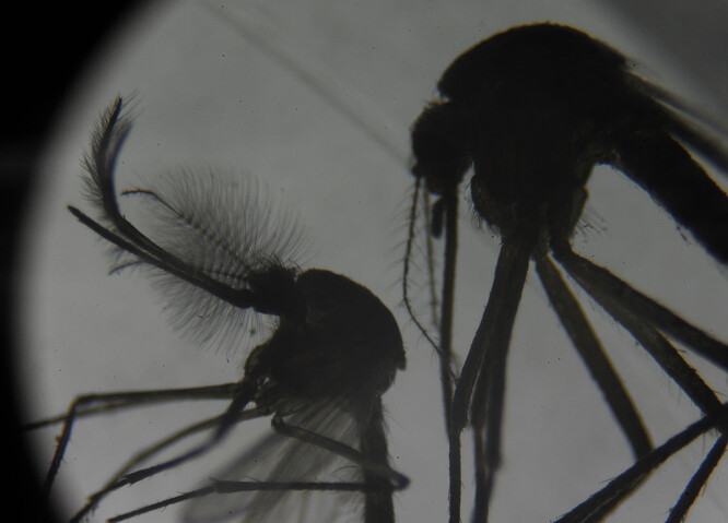Sameček (vlevo) a samička komára pod mikroskopem.