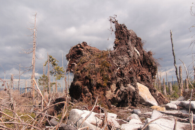 Vývraty odhalují mělkou vrstvu půdy, ze které rostli velikáni na vrcholu Plechého.