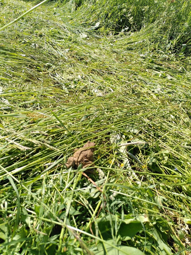 Ropucha v právě posečené trávě. Lišta je šetrná