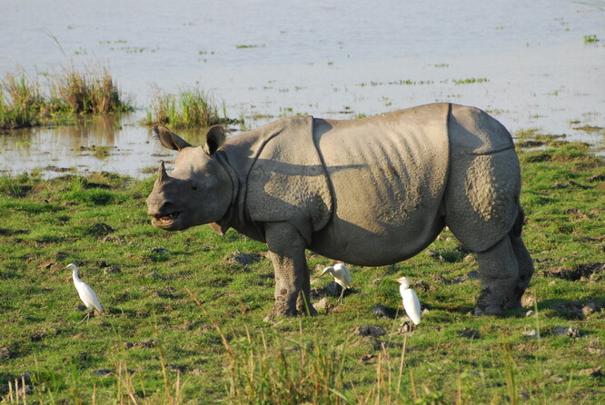 Nosorožec indický žije pouze v deseti rezervacích ve dvou státech světa (Indie a Nepál). Ačkoli jich je přes 70 chováno i v evropských zoo, tak jejich kapacita je již vyčerpána. V případě zajištění vytápěného objektu (např. spalováním plynů z míst bývalé důlní činnosti) by bylo možné použít nosorožce k údržbě krajiny v naší zemi. To by pomohlo jak krajině, tak i nosorožcům samotným v posílení záložní evropské populace. Tento návrh možná působí velmi exoticky. Nicméně je třeba si uvědomit, že v době nedávné (15 tisíc let) žil v Evropě jeho příbuzný - nosorožec srstnatý. Snímek z Národního parku Kaziranga, Ásám, východní Indie.