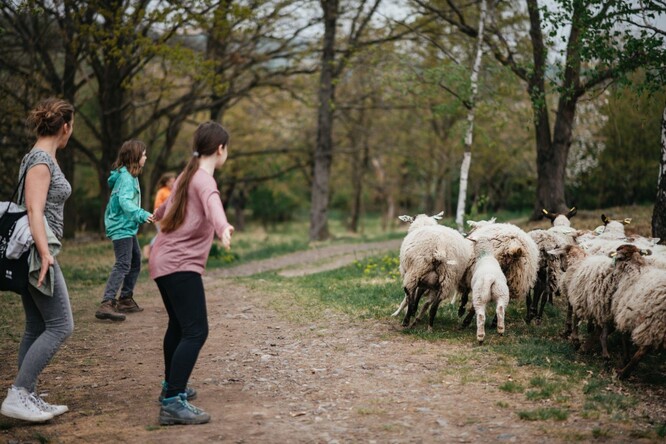 Už jste někdy zaháněli ovce do ohrady?