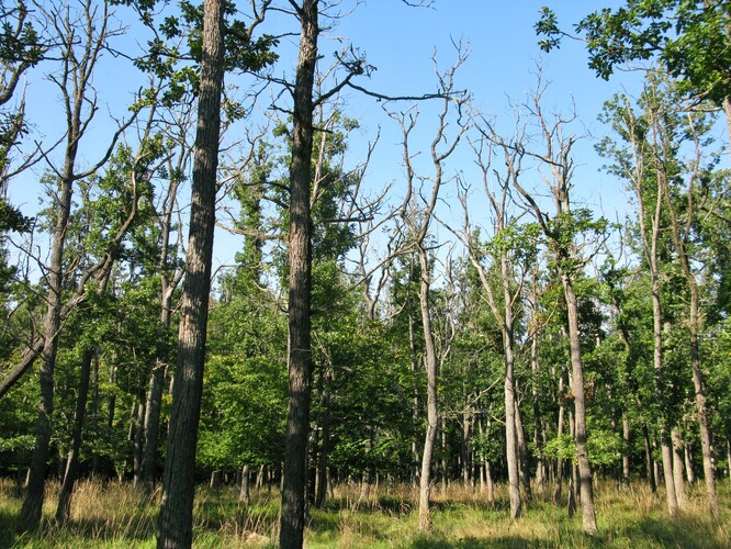 chřadnoucí a odumírající dubový porost, primárně poškozený suchem, Křivoklátsko.