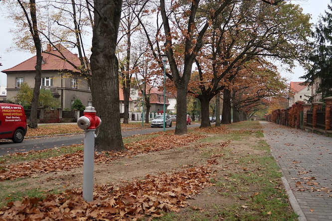 Vzrostlé stromy v ulici v Plzni.