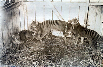 Rodina vakovlků v Hobartské zoologické zahradě v roce 1910